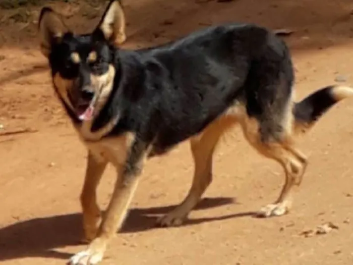 Cachorro ra a SRD idade 7 a 11 meses nome Lobinha