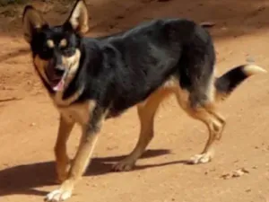 Cachorro raça SRD idade 7 a 11 meses nome Lobinha
