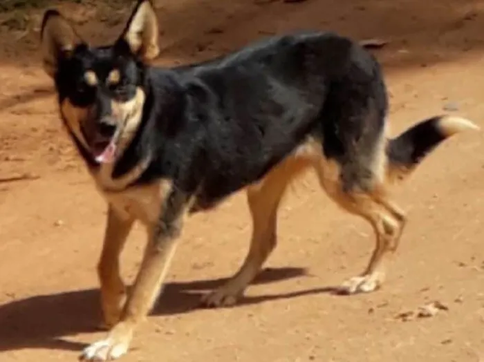 Cachorro ra a SRD idade 7 a 11 meses nome Lobinha