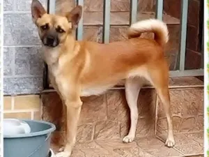 Cachorro raça SRD idade 1 ano nome Kefla