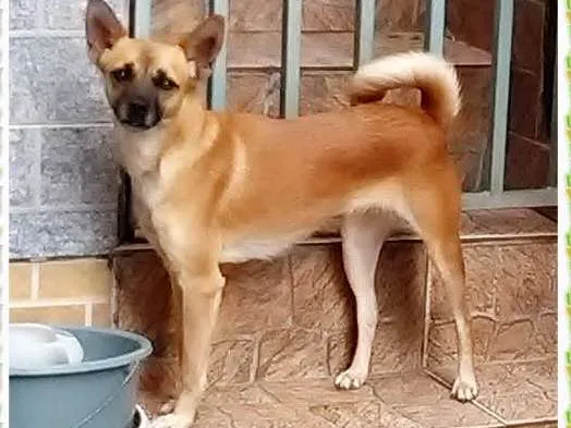 Cachorro ra a SRD idade 1 ano nome Kefla