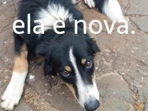 Cachorro raça Bordel collie tricolor idade 1 ano nome Maria