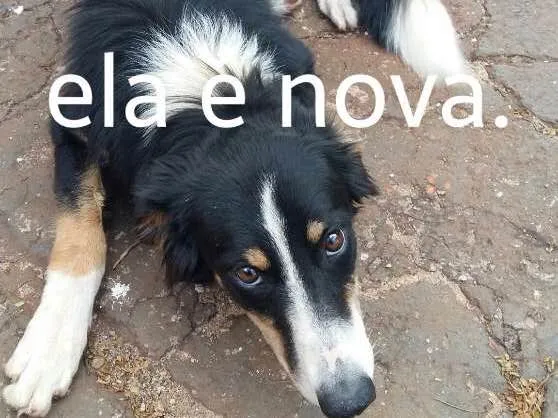 Cachorro ra a Bordel collie tricolor idade 1 ano nome Maria