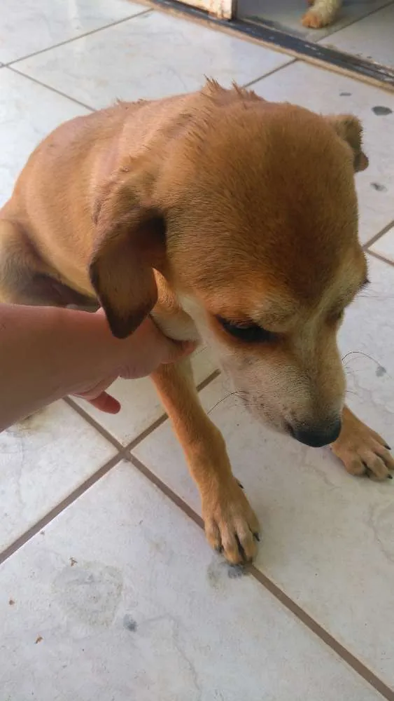 Cachorro ra a Vira lata idade 2 anos nome Suzy