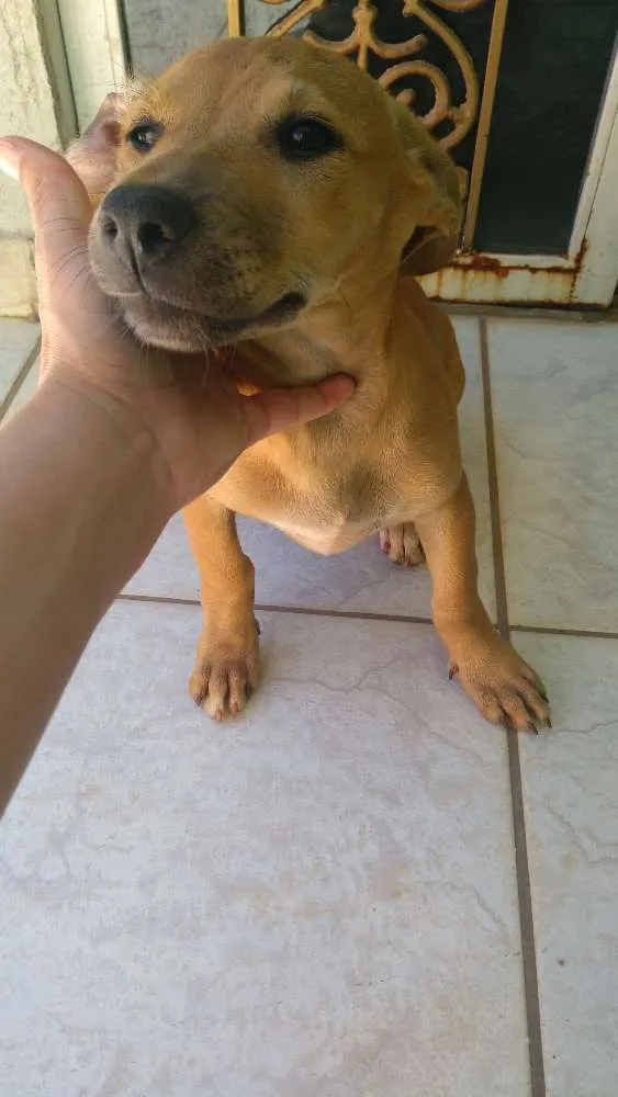 Cachorro ra a Vira lata idade 2 anos nome Suzy