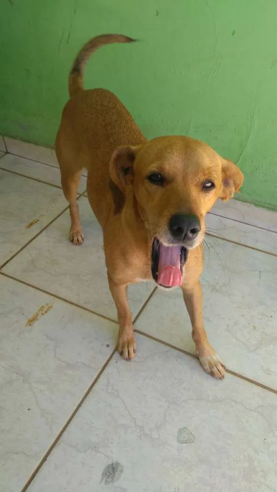 Cachorro ra a Vira lata idade 2 anos nome Suzy