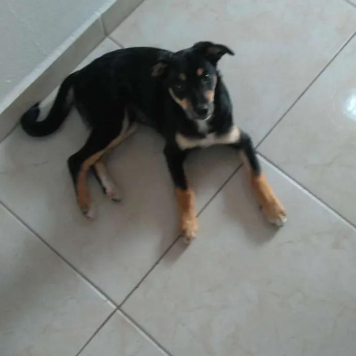 Cachorro ra a Não definido idade 7 a 11 meses nome Jade