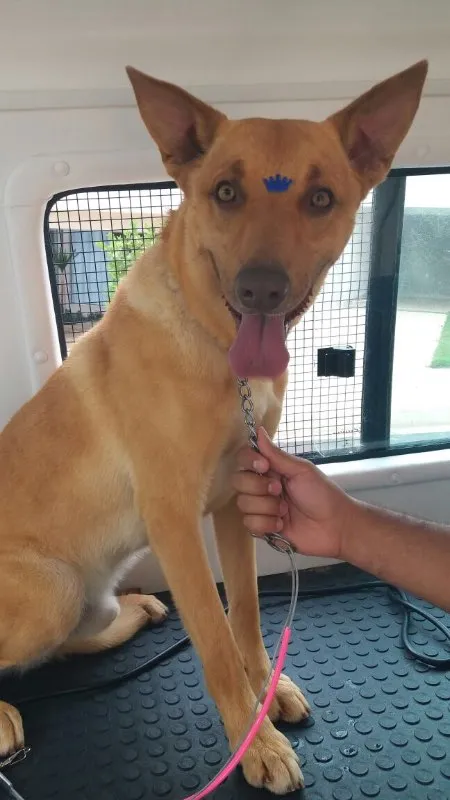 Cachorro ra a Podengo idade 3 anos nome BILE 