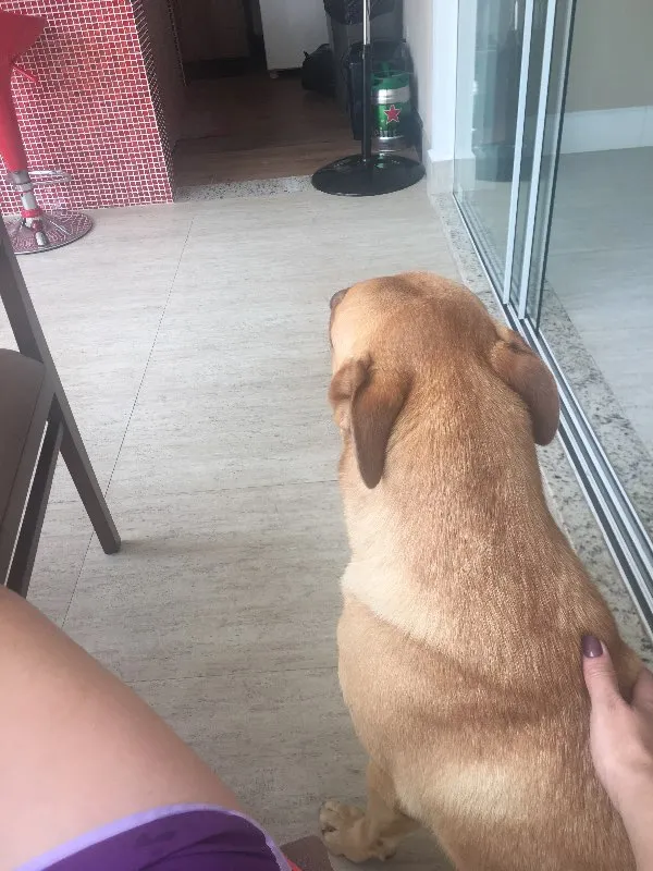Cachorro ra a Podengo idade 3 anos nome BILE 