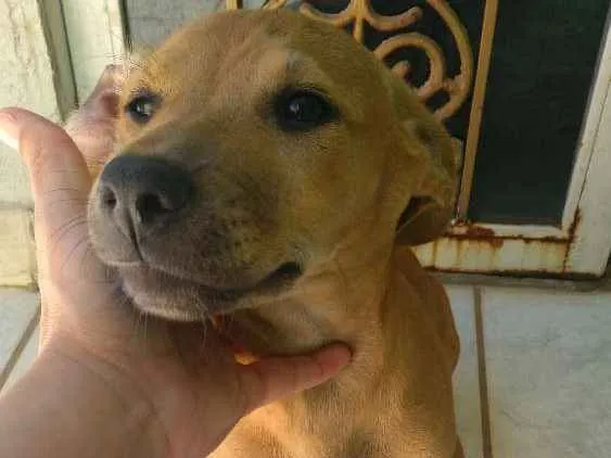 Cachorro ra a Vira lata idade 2 anos nome Suzy