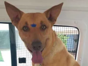 Cachorro raça Podengo idade 3 anos nome BILE 