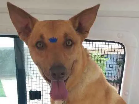 Cachorro ra a Podengo idade 3 anos nome BILE 