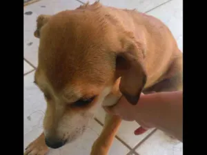 Cachorro raça Vira lata idade 2 a 6 meses nome Trifany