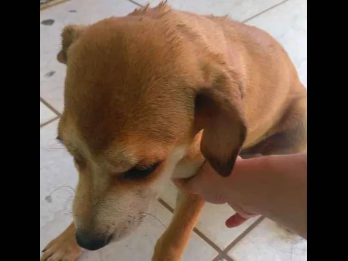 Cachorro ra a Vira lata idade 2 a 6 meses nome Trifany