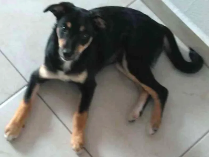 Cachorro ra a Não definido idade 7 a 11 meses nome Jade