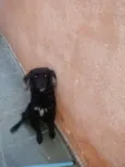 robi