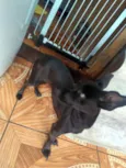 Molly