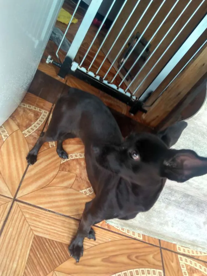 Cachorro ra a Não definida  idade 7 a 11 meses nome Molly