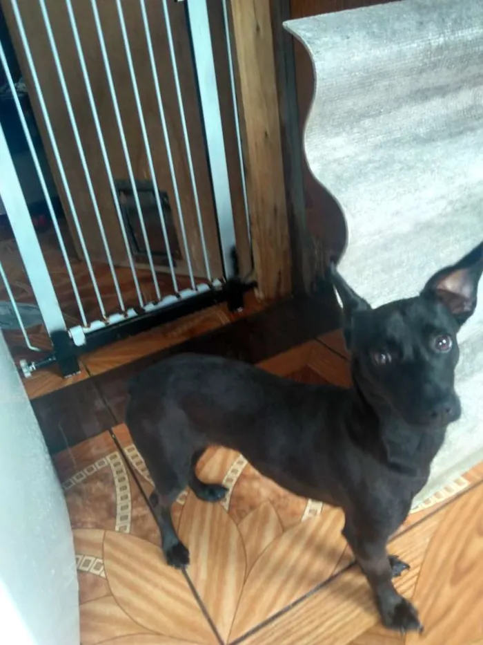 Cachorro ra a Não definida  idade 7 a 11 meses nome Molly