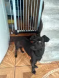 Molly
