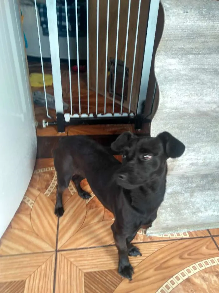 Cachorro ra a Não definida  idade 7 a 11 meses nome Molly
