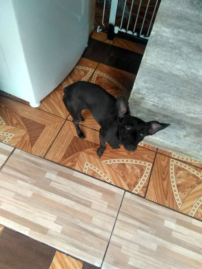Cachorro ra a Não definida  idade 7 a 11 meses nome Molly