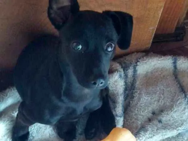 Cachorro ra a Não definida  idade 7 a 11 meses nome Molly