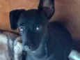 Molly