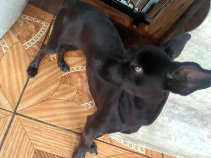 Cachorro ra a Não definida  idade 7 a 11 meses nome Molly