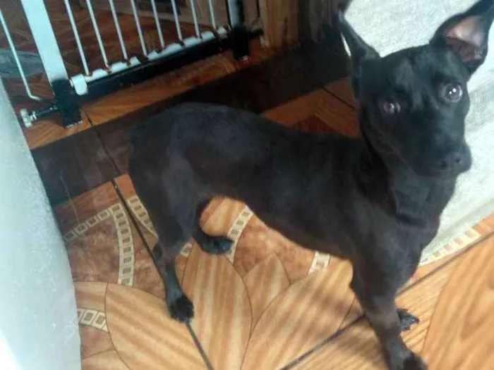 Cachorro ra a Não definida  idade 7 a 11 meses nome Molly