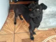 Molly