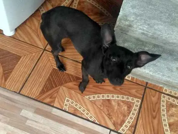 Cachorro ra a Não definida  idade 7 a 11 meses nome Molly