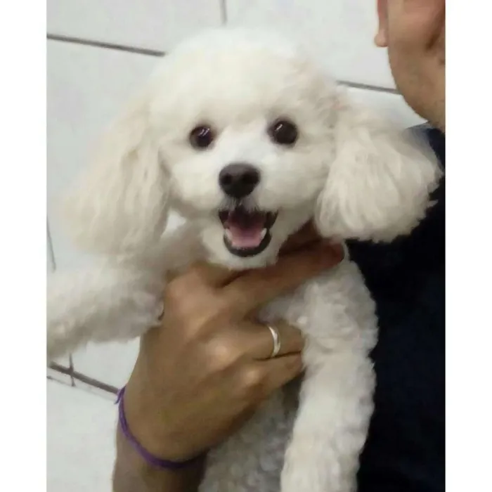 Cachorro ra a Poodle idade 2 a 6 meses nome Pérolla