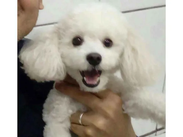 Cachorro ra a Poodle idade 2 a 6 meses nome Pérolla