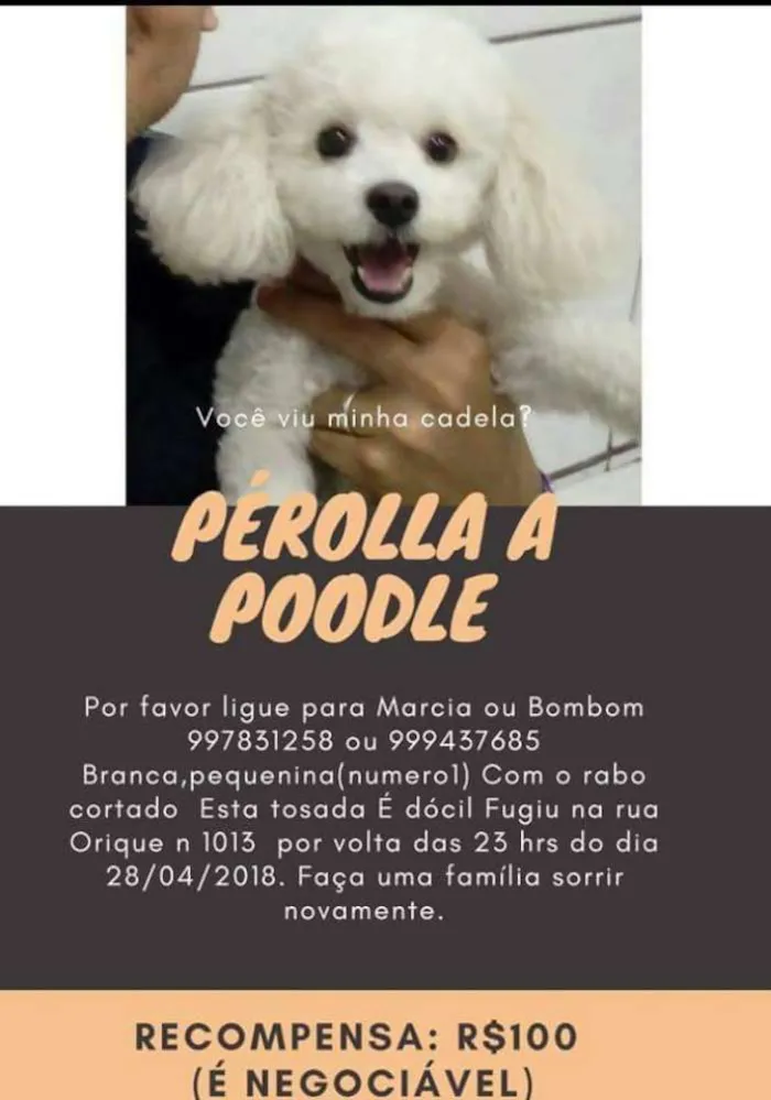 Cachorro ra a Poodle idade 2 a 6 meses nome Pérolla