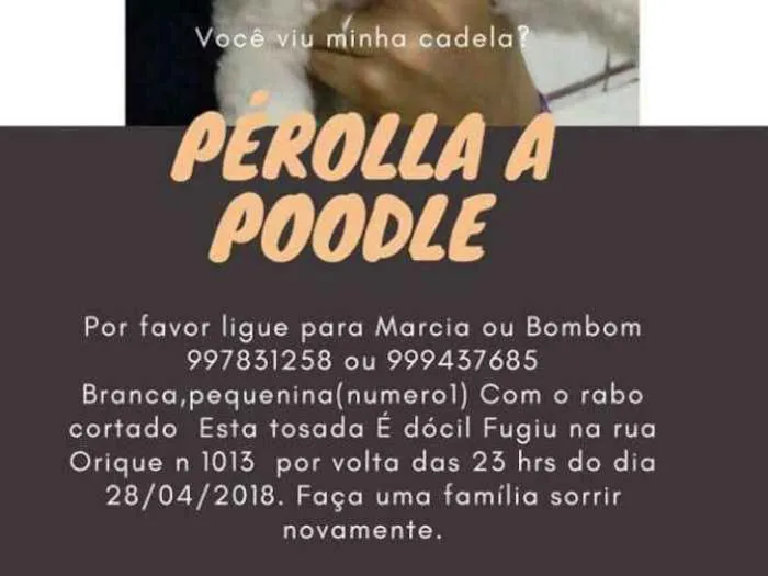 Cachorro ra a Poodle idade 2 a 6 meses nome Pérolla
