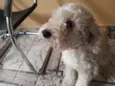 BoB