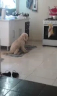 BoB