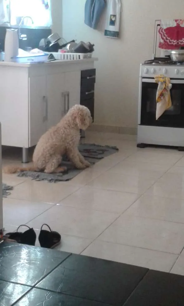 Cachorro raça Poodle idade 4 anos nome BoB