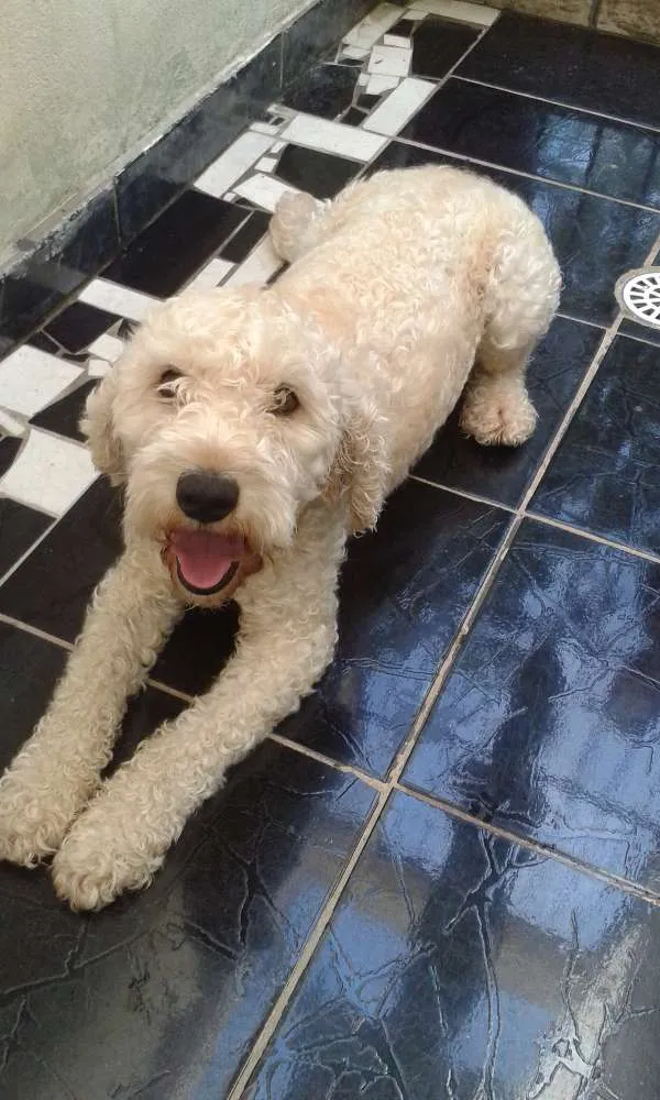 Cachorro raça Poodle idade 4 anos nome BoB