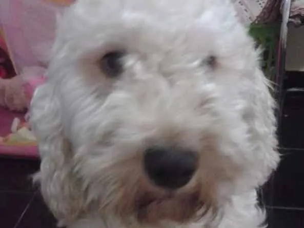 Cachorro raça Poodle idade 4 anos nome BoB