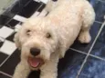 BoB