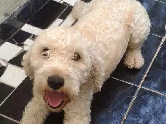 Cachorro raça Poodle idade 4 anos nome BoB