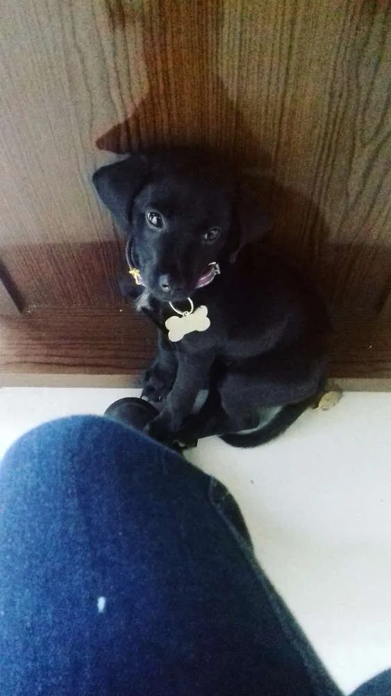Cachorro ra a Indefinida idade 2 a 6 meses nome Nashira
