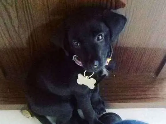 Cachorro ra a Indefinida idade 2 a 6 meses nome Nashira