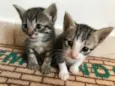 Gatinhos