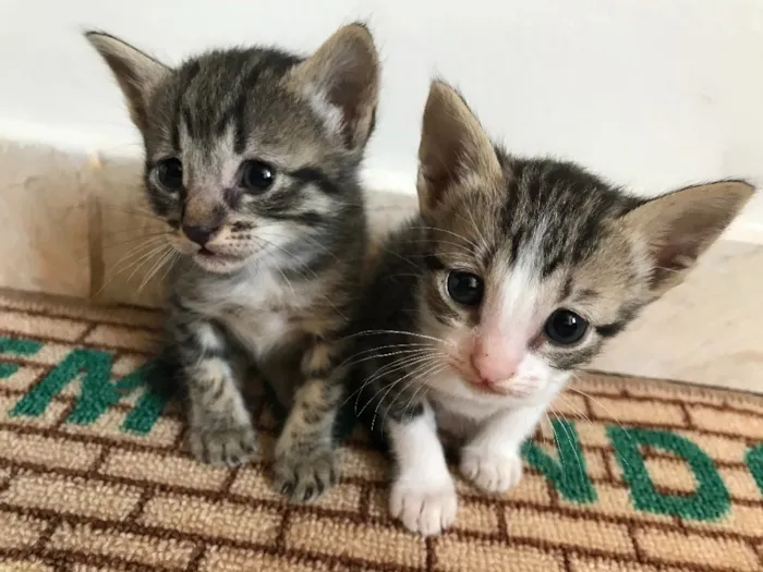 Gato raça Vira lata idade Abaixo de 2 meses nome Gatinhos