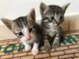Gatinhos