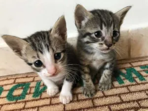 Gato raça Vira lata idade Abaixo de 2 meses nome Gatinhos