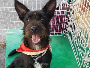 Cachorro raça Srd idade 7 a 11 meses nome Baruk 